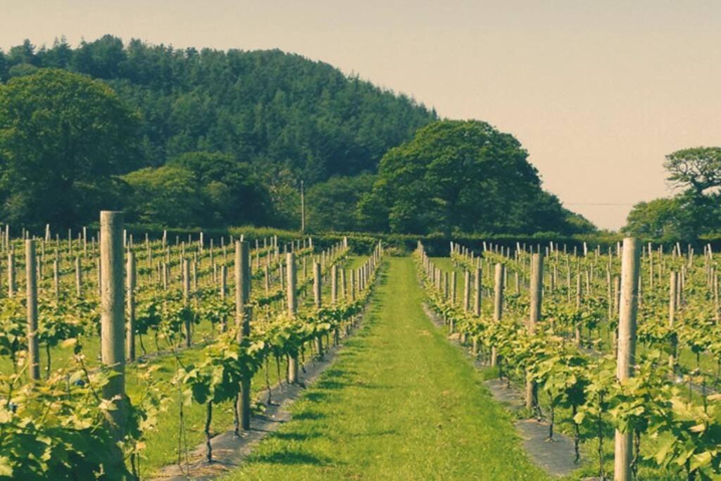 Vineyard Country Cottage Llanerch-Aeron Buitenkant foto